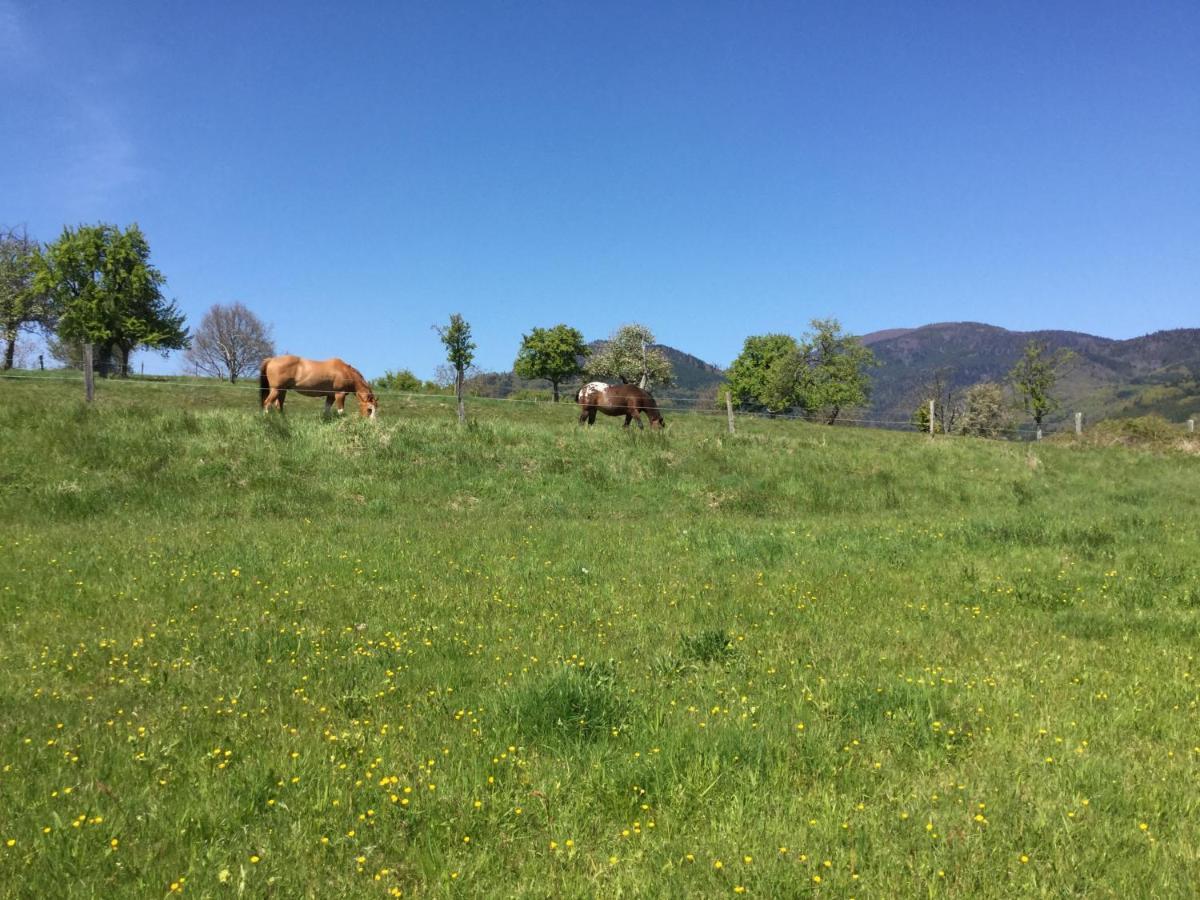 Gite Leonline Sur Les Hauteurs De Masevaux -Au Pied Des Vosges Экстерьер фото