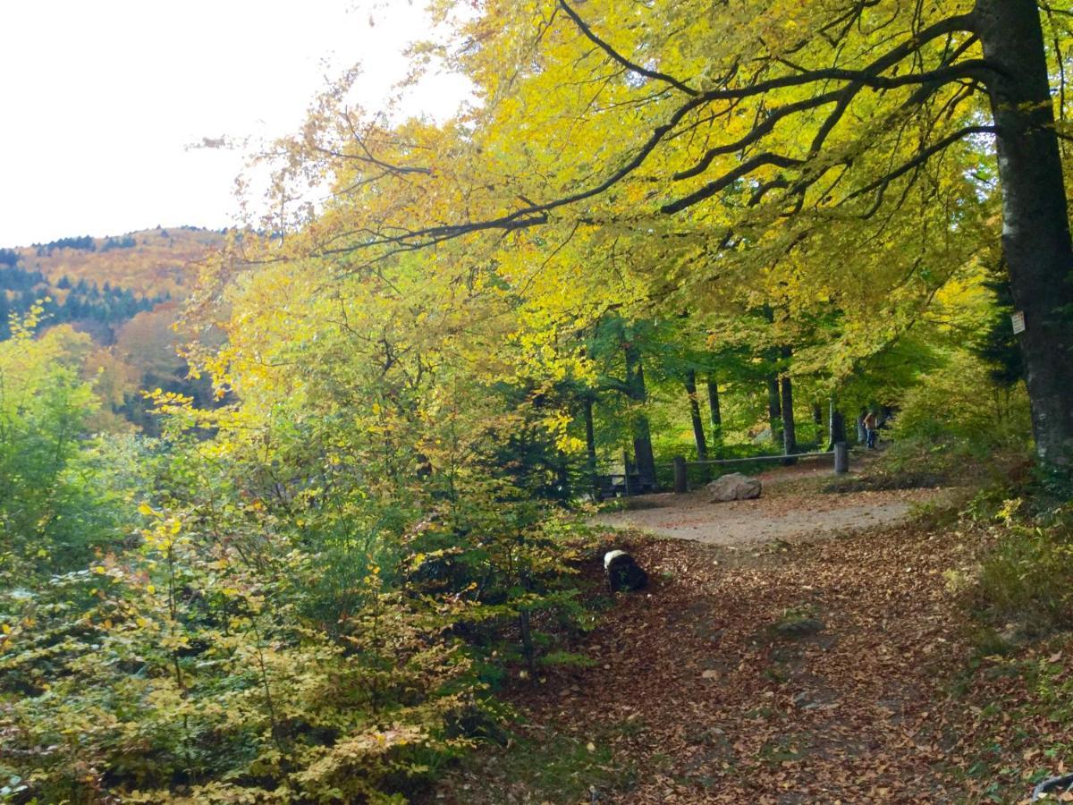 Gite Leonline Sur Les Hauteurs De Masevaux -Au Pied Des Vosges Экстерьер фото